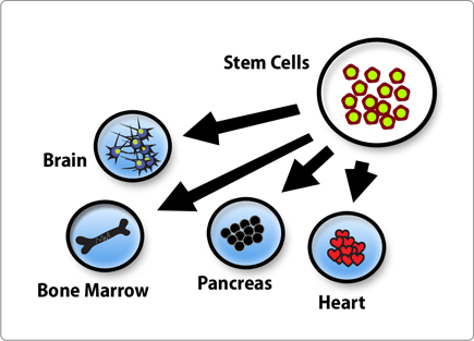 StemCellDiagram.png