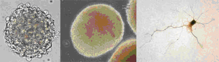 stemcellimages11.jpg